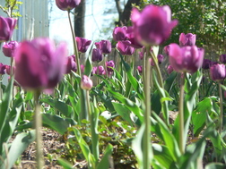 Tulipány na naší zahradě - Penzion Pod Špejcharem